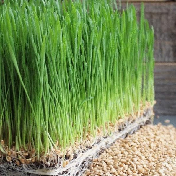Combo 3 gói Hạt giống mầm cỏ lúa mì, lúa mạch-gói 50 gram
