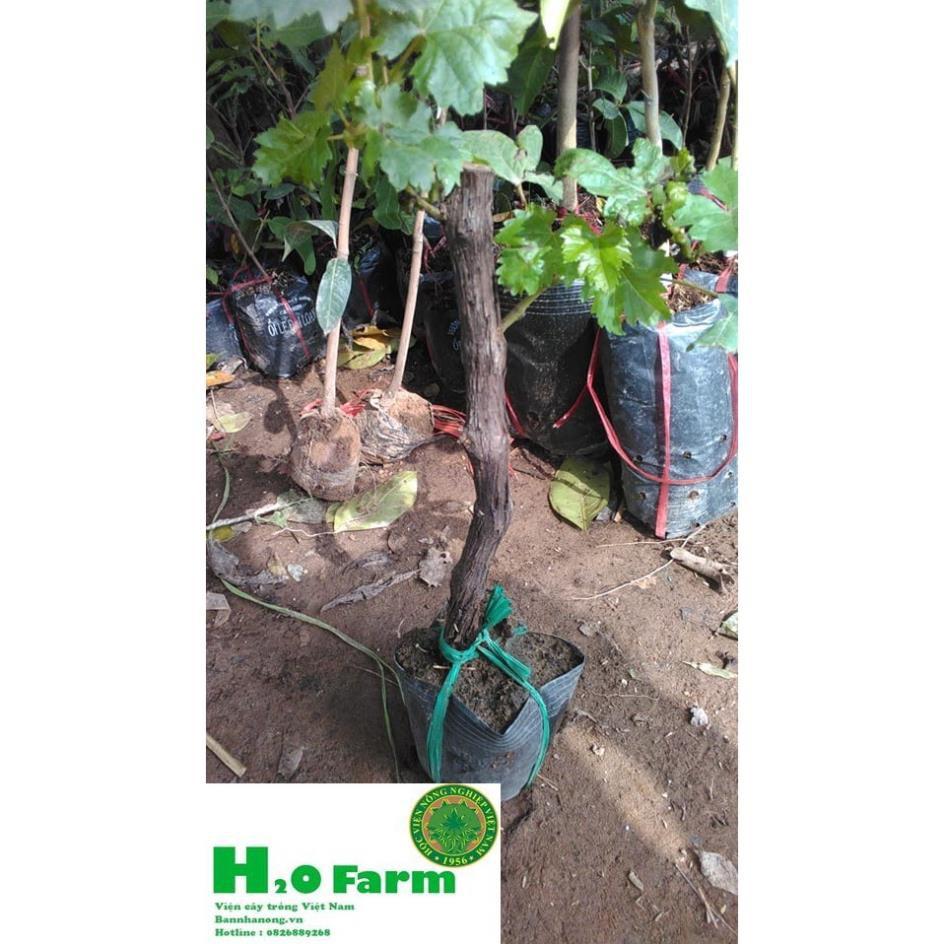 Cây Nho Ninh Thuận Ươm Tại Vườn Quả Xạ Đen - Vườn Ươm Ninh Thuận + Tặng 01 cây dâu da đất