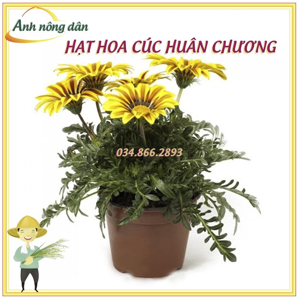 Gói Hạt giống hoa cúc huân chương mix nhiều màu - dễ trồng, dễ chăm sóc