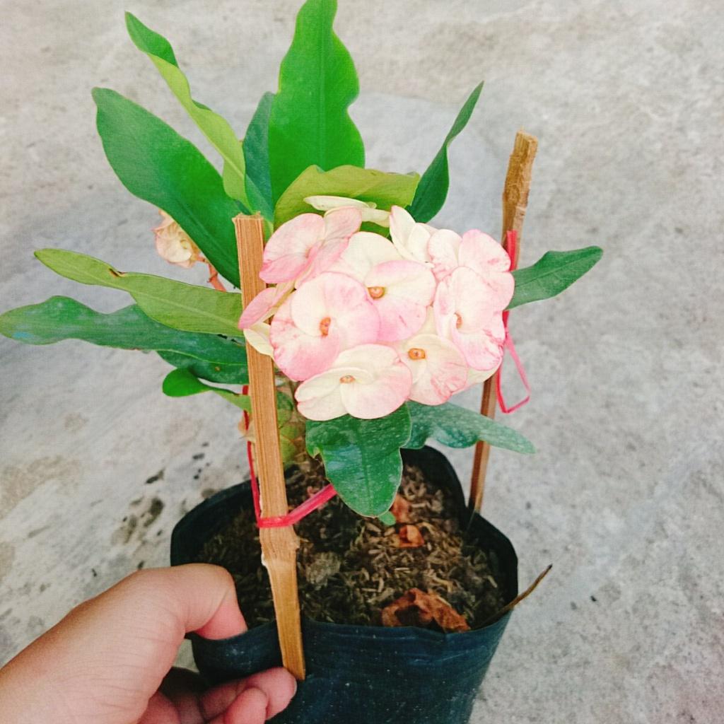 Xương Rồng Bát Tiên - cây cảnh để bàn + tặng phân bón cho cây