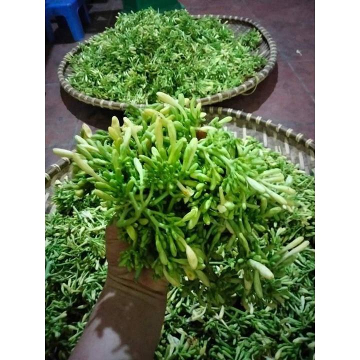 Cây Giống Đu Đủ Đực cấy mô