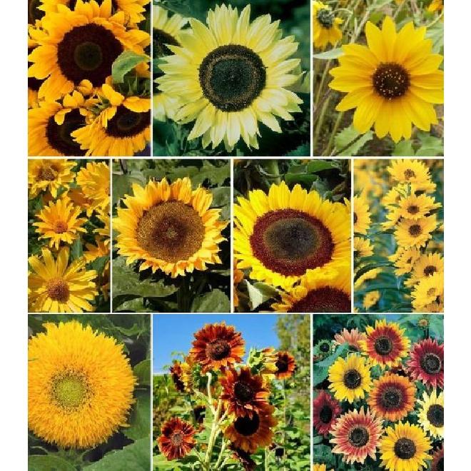 Combo 2 gói Hạt giống hoa hướng dương nhiều màu-gói 30 hạt/tặng kèm 3 viên nén ươm hạt