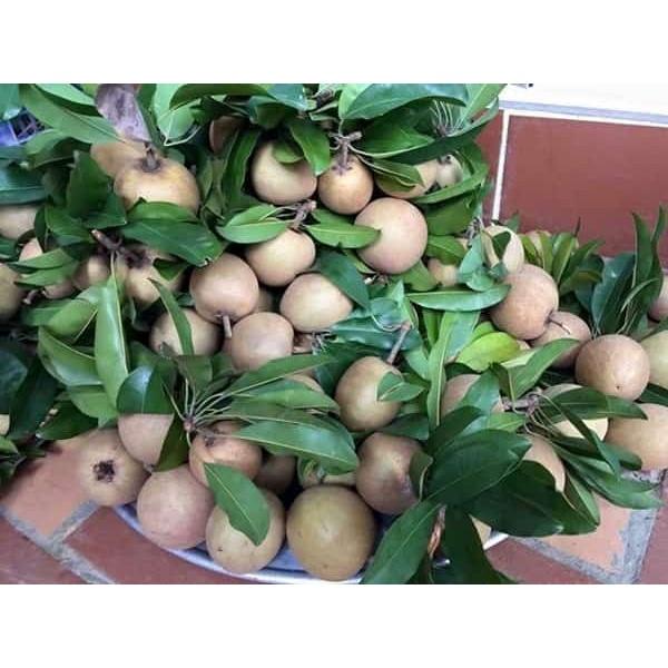 Cây giống Hồng Xiêm Mê Xi Cô .