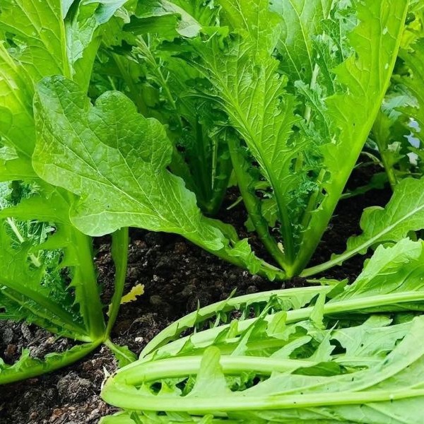 Hạt giống cải Mèo Tây Bắc giống to khỏe VTP203