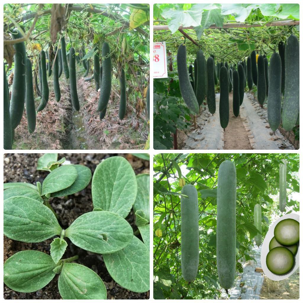 Hạt Giống Bí Sặt Cao Sản Năng Suất Dễ Trồng - Trồng Rau Xanh Rau Sạch Bằng Đất Sạch, Mùn Dừa và Phân Hữu Cơ - Phú Nông