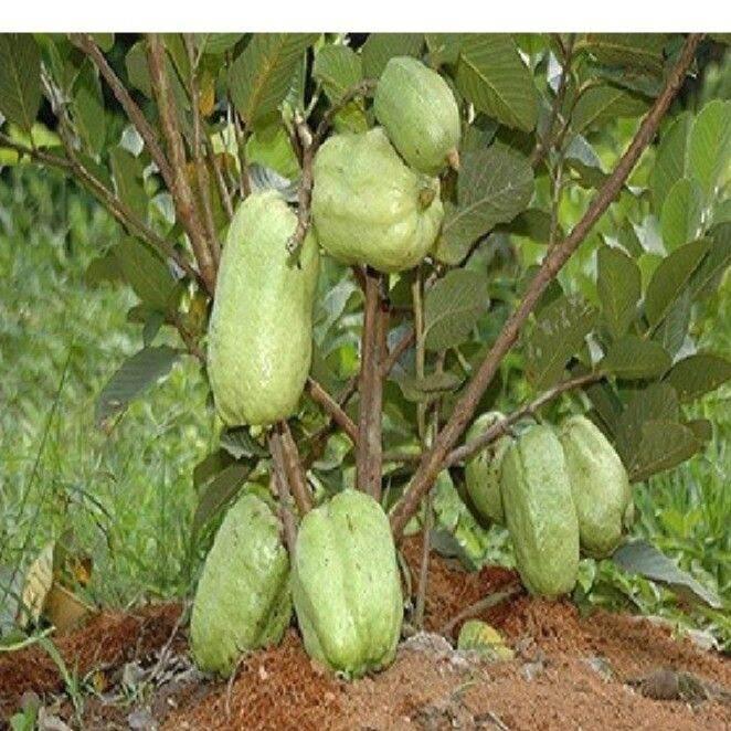 CÂY GIỐNG ỔI SÁ LỊ SIÊU SỚM