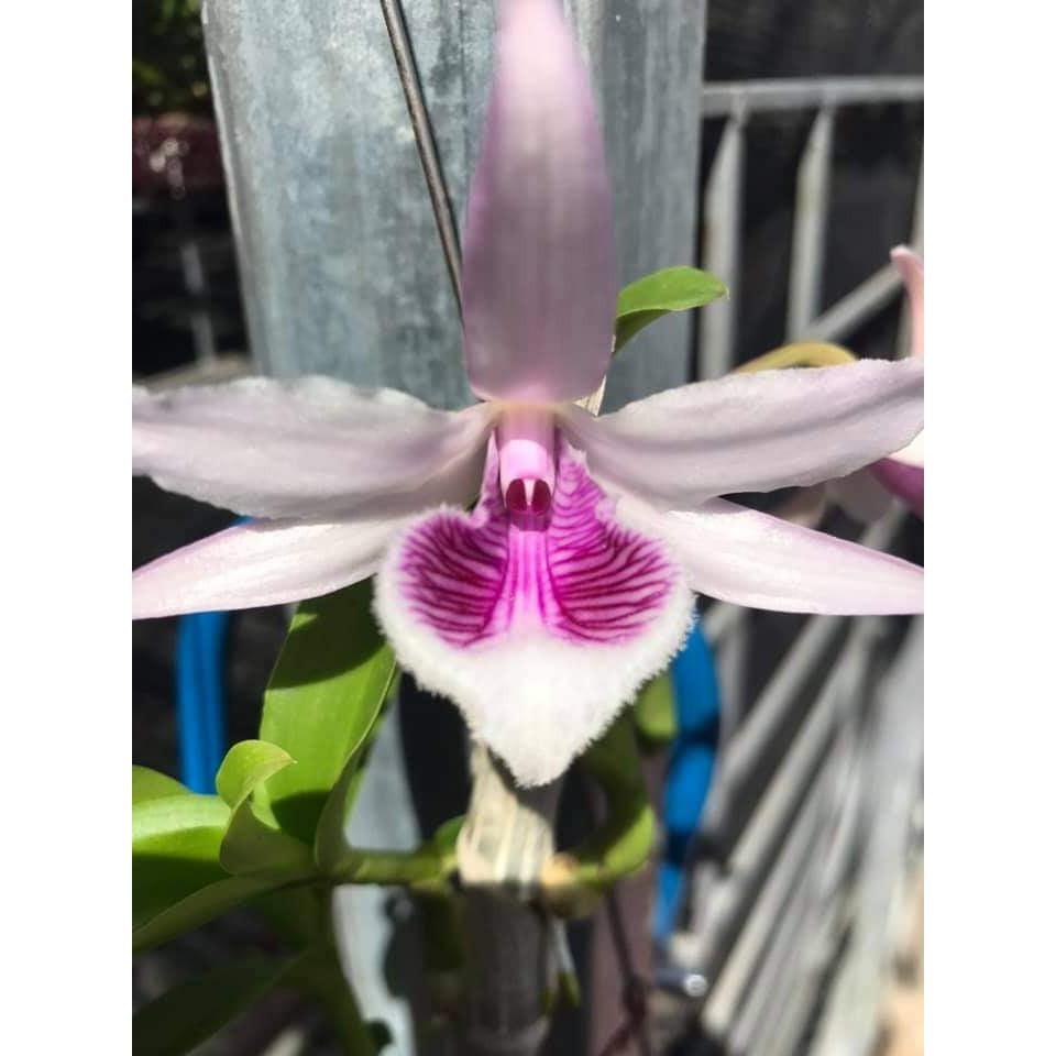 Sản Phẩm Hoa lan phi điệp - xước ngọc lan