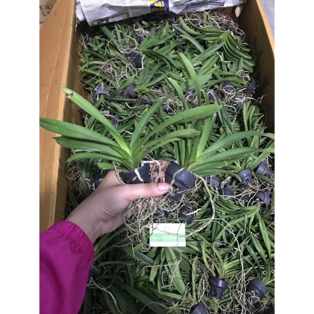 Cây giống lan vanda thái