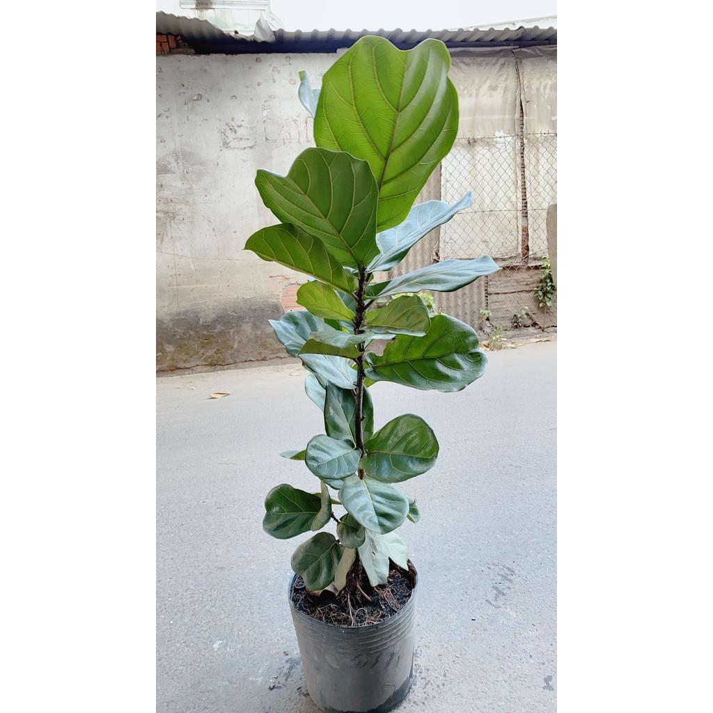 COMBO CÂY CẢNH