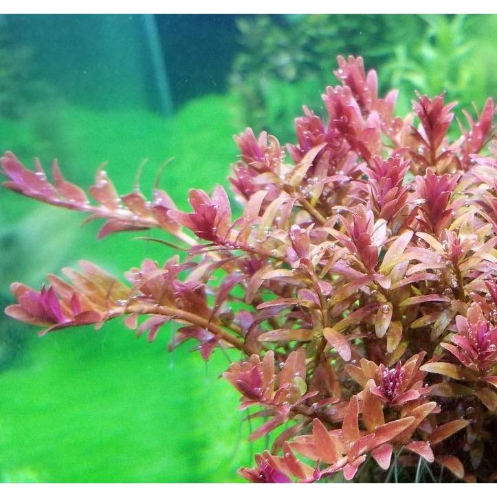 Rotala Coin Leaf Thủy Sinh Loại Mới