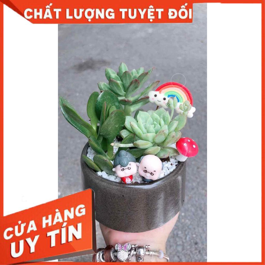Chậu sen đá tiểu cảnh Nhiều Người Mua
