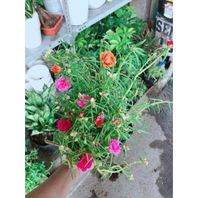 Chậu mười giờ giống khoẻ đẹp