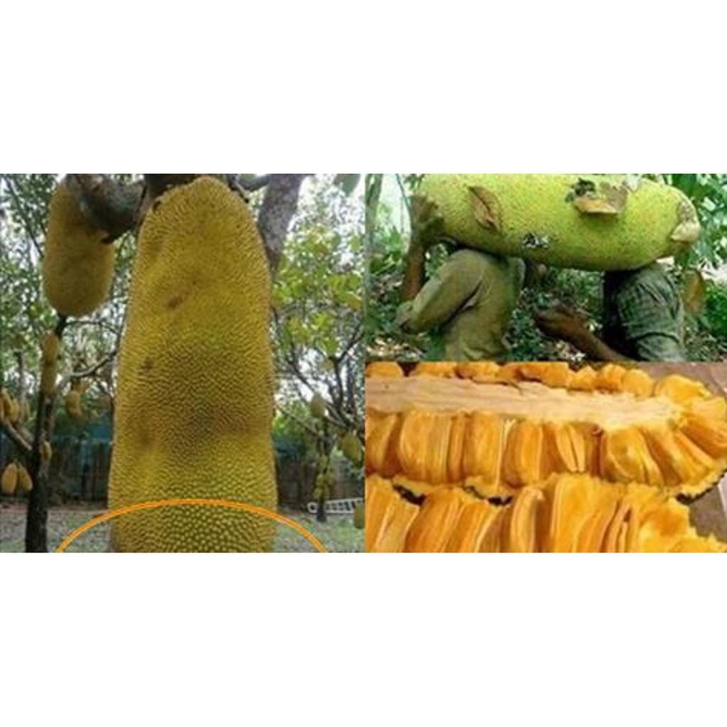 CÂY GIỐNG Mít Trái Dài Malaysia,CAM KẾT GIỐNG CHUẨN, BẢO HÀNH F1