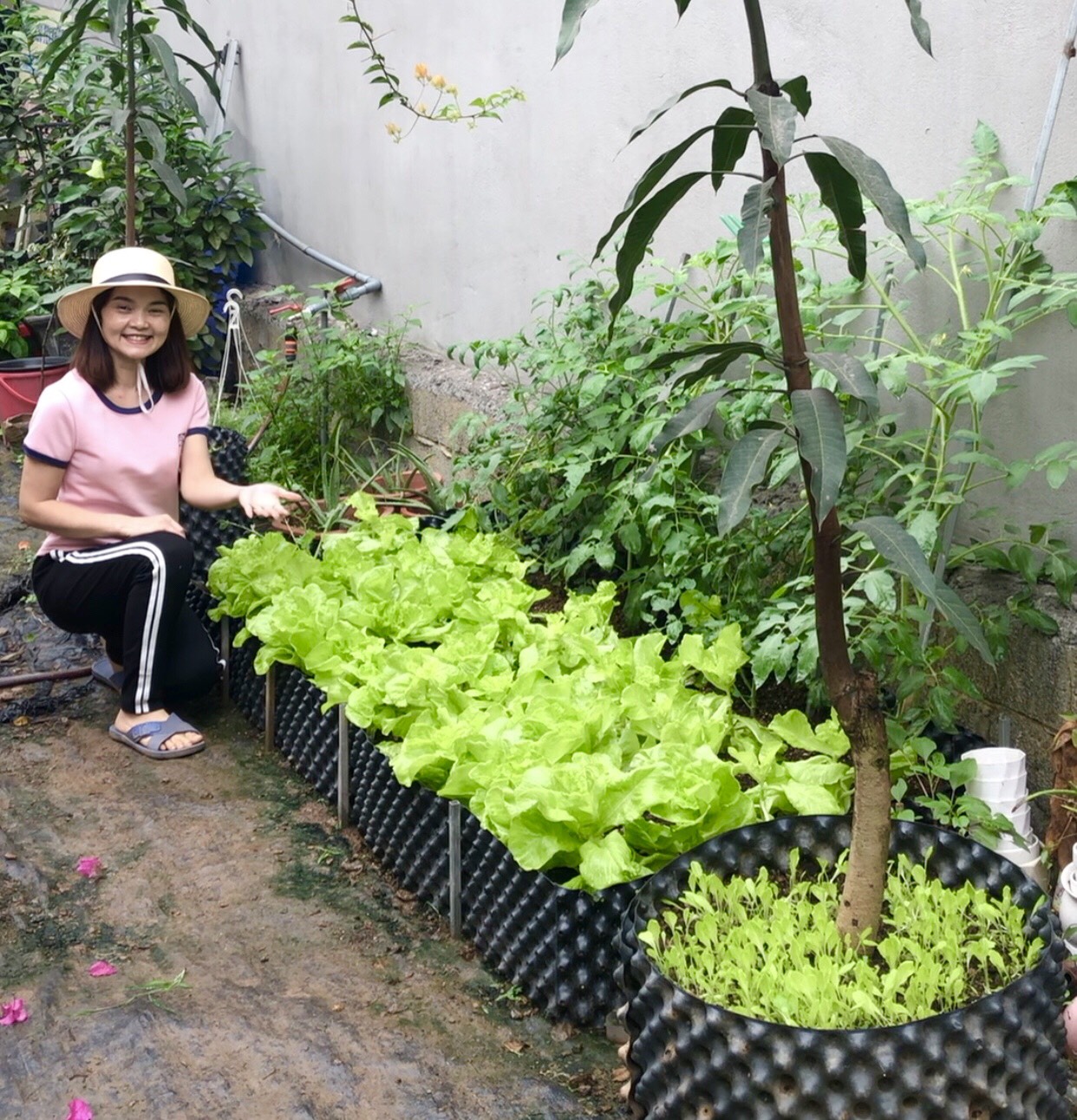 Bầu ươm thông minh V6 dày 0.7 - Phụ Kiện Bầu Ươm Thông Minh - Bầu Ươm, Đế Nhựa Lót Đáy Bầu Ươm, Đinh Ốc - Dùng cho cây cảnh, rau màu, cây ăn trái
