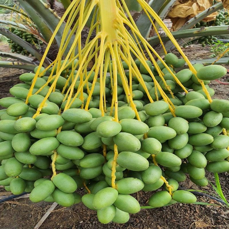 Cây Chà Là Trung Đông + tặng phân bón cho cây mau lớn