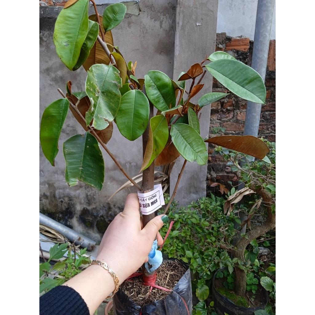 Cây giống vú sữa mica