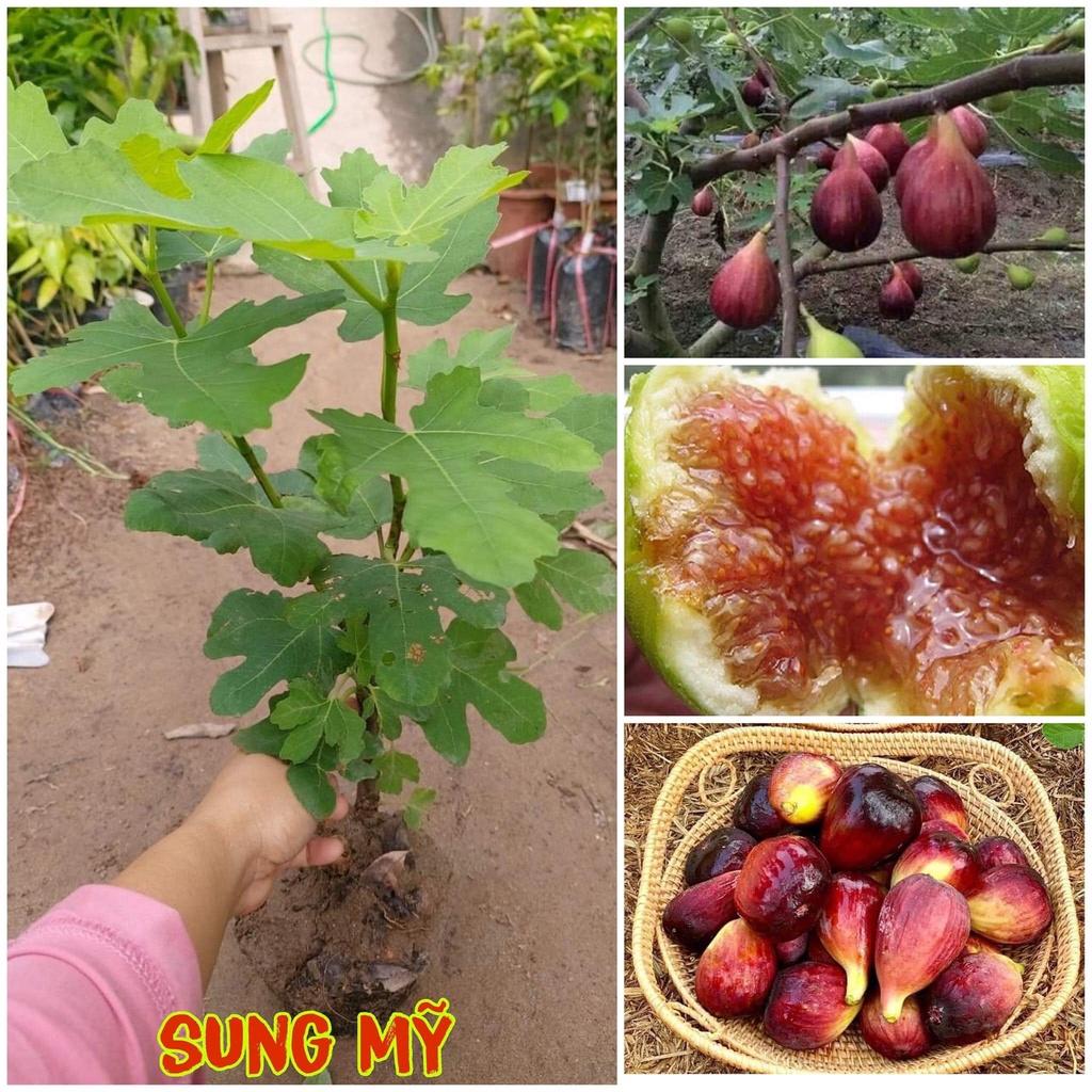 Cây GIỐNG Sung Mỹ Jinaofen