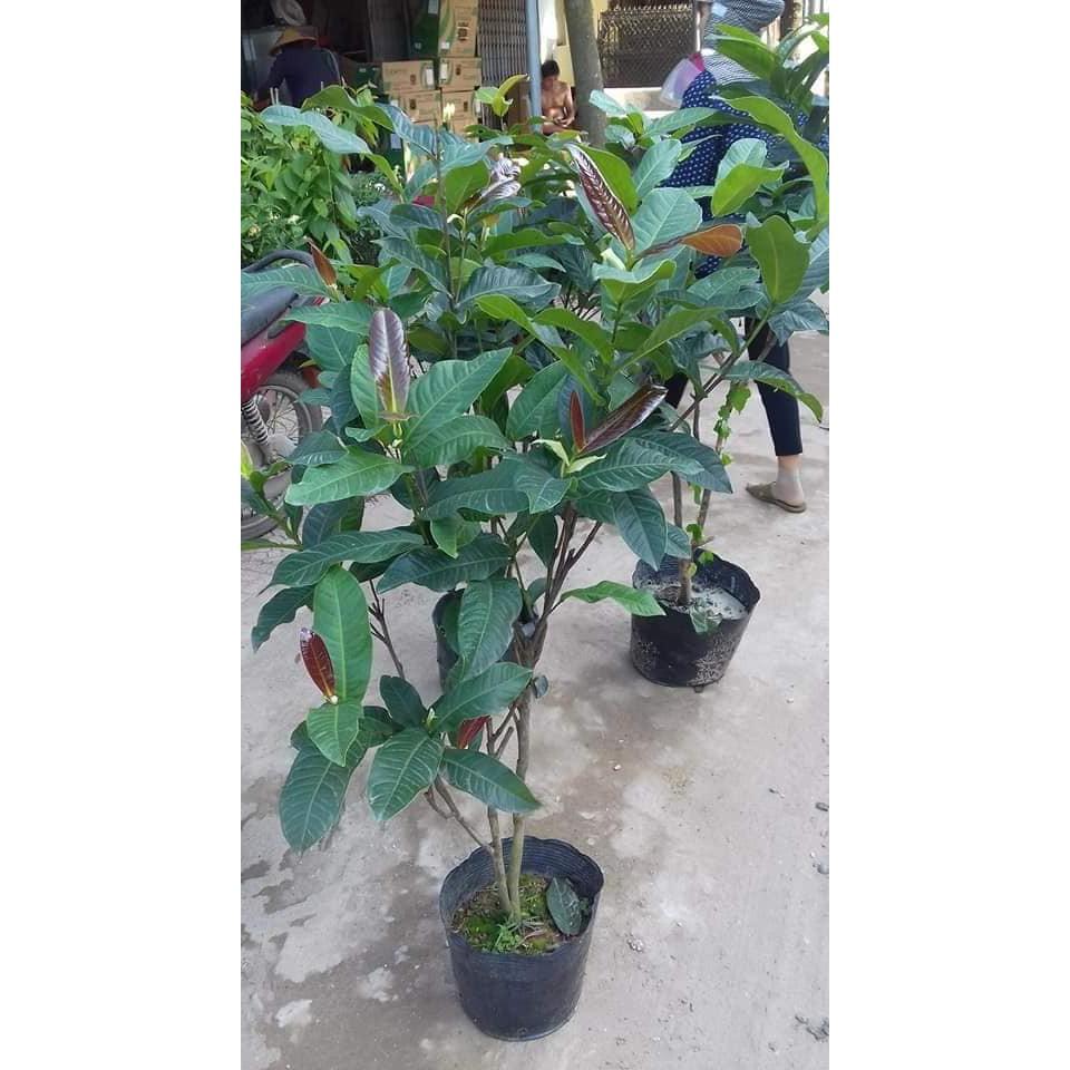 HOA HẢI ĐƯỜNG SẴN NỤ