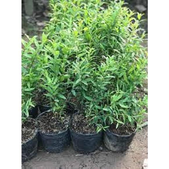 CÂY GIỐNG LỰU ĐỎ ẤN ĐỘ SIÊU QUẢ, DÒNG QUẢ SỚM CAM KẾT GIỐNG CHUẨN F1
