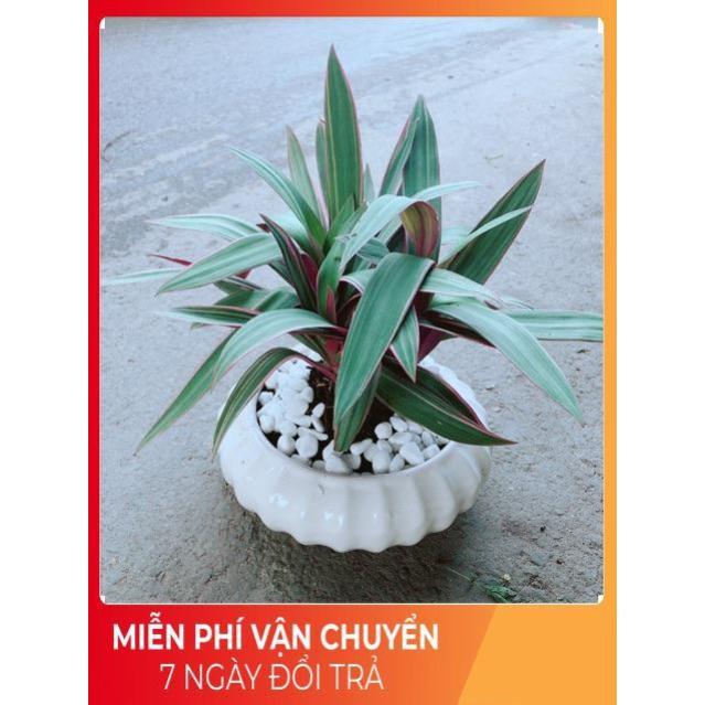 Chậu Cây Bảy Sắc Cầu Vòng