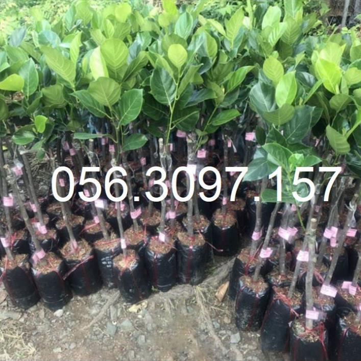 Cây Mít Ruột Đỏ Hot 2020 - EXTRA ĐHNN1 + Tặng 01 cây dâu da đất