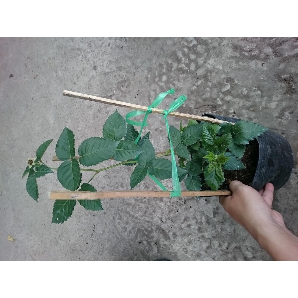 Cây phúc bồn tử - cây cảnh vườn + tặng phân bón cho cây
