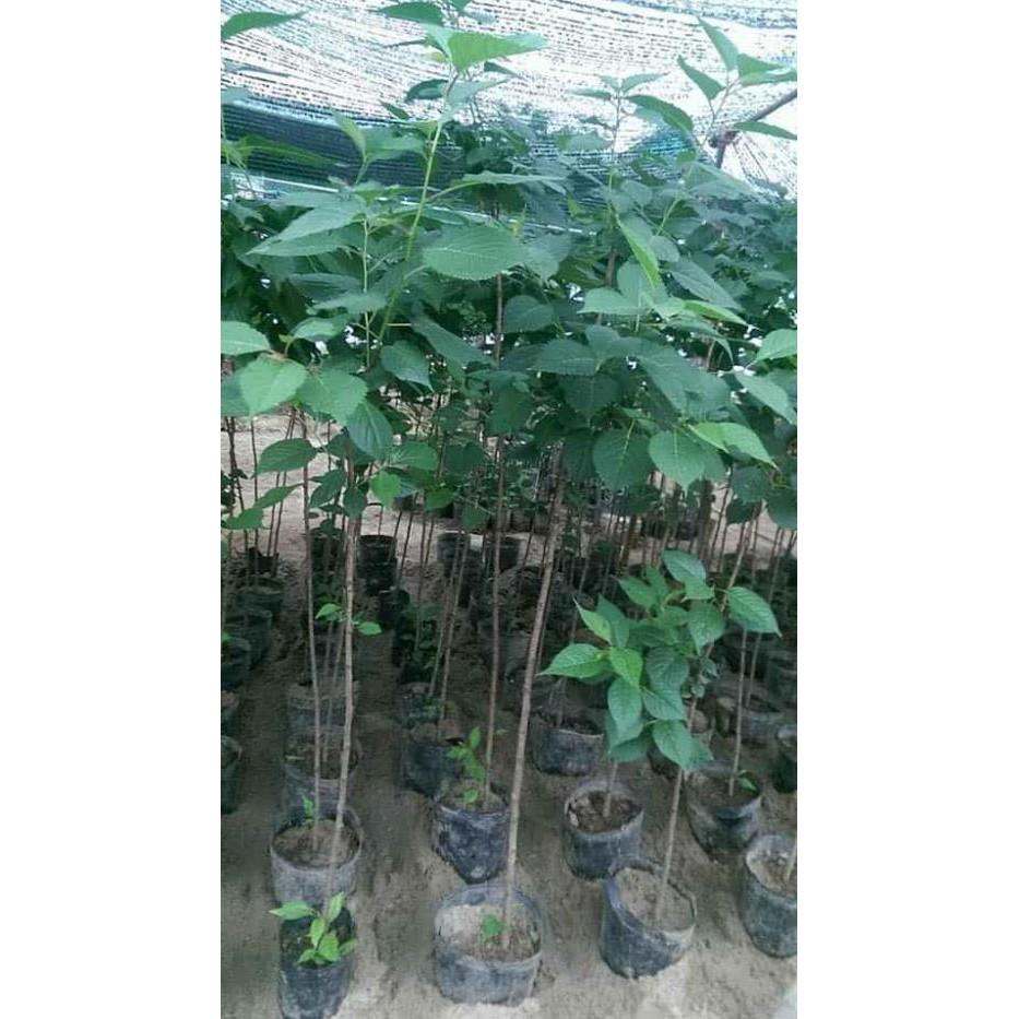 Cây hoa anh đào Nhật Bản.., ra hoa quanh năm