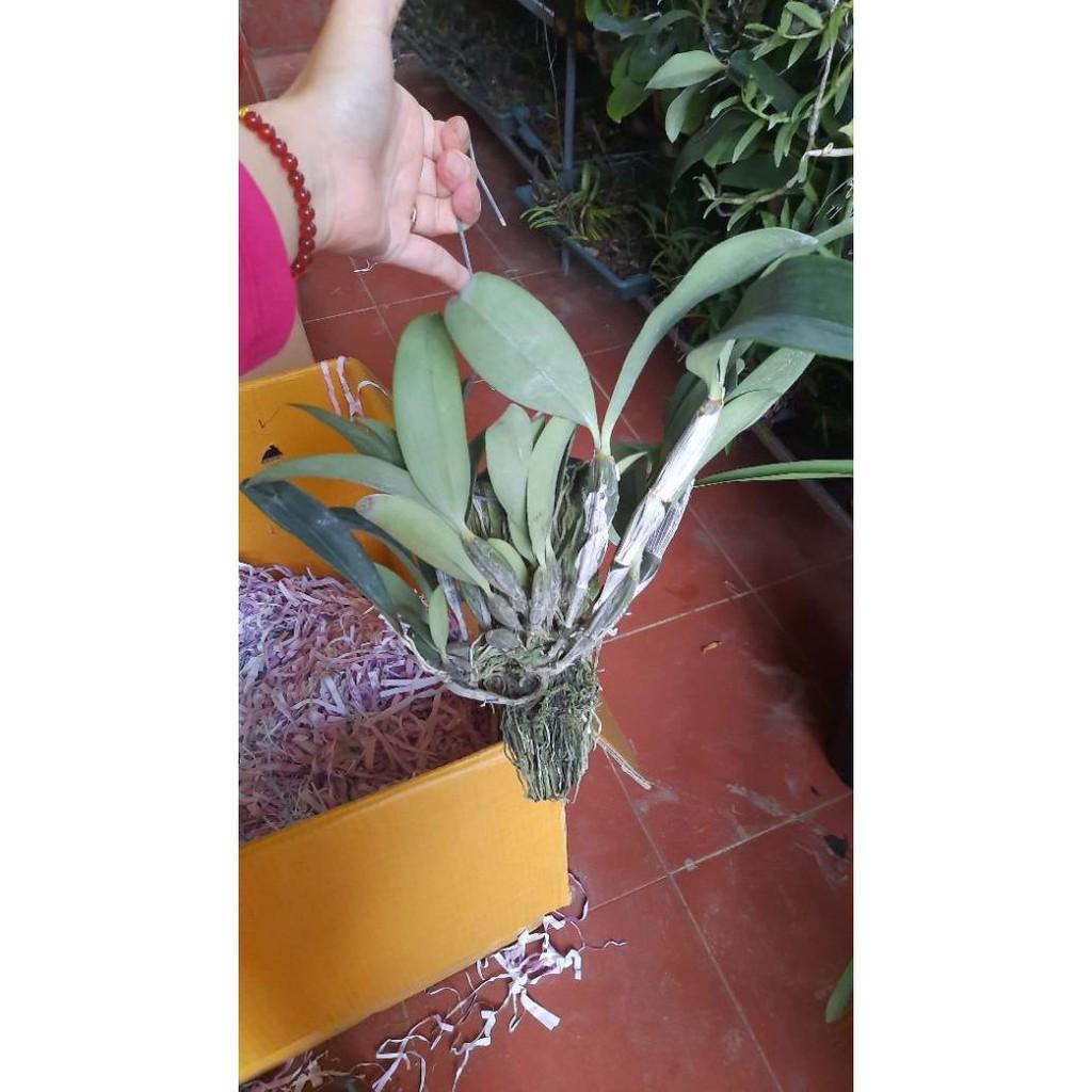 Hoa phong lan kiều vàng