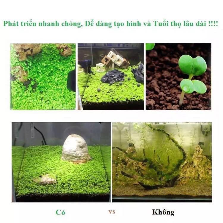 Hạt giống thủy sinh, cây thủy sinh (trân châu ngọc trai, ngưu mao chiên, cỏ tình yêu, cỏ may mắn)