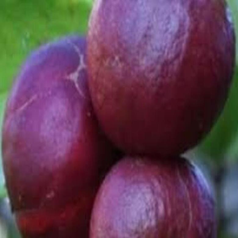 Bán cây giống ổi tím giống ổi mới lạ mắt
