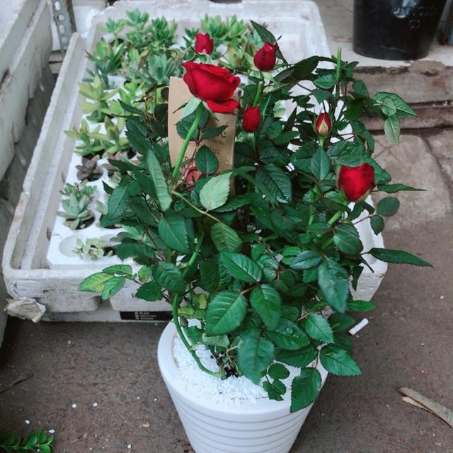 Chậu cây hoa hồng
