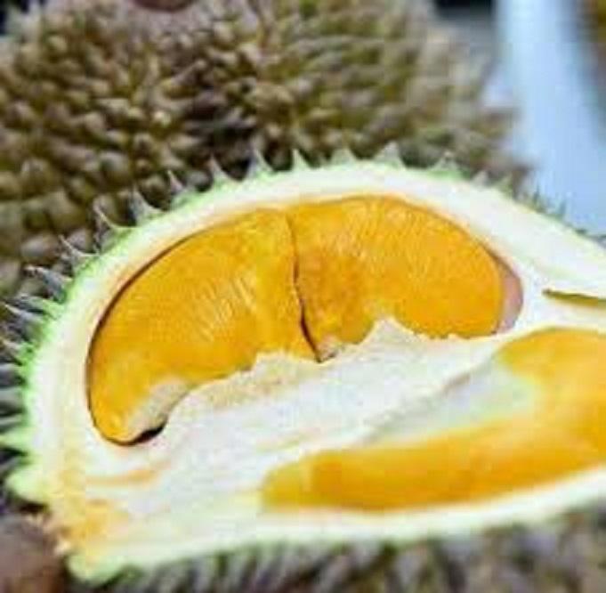 Cây SẦU RIÊNG MUSANG KING , cây sầu riêng musang king ghép gốc to cây lớn