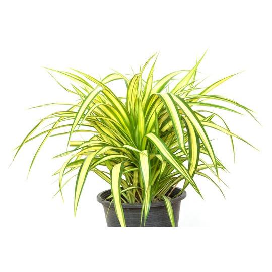 CÂY GIỒNG DỨA VẠN PHÁT - CÂY PHONG THỦY. *