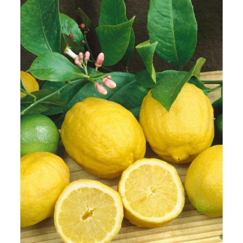 CÂY GIỐNG CHANH VÀNG THÁI