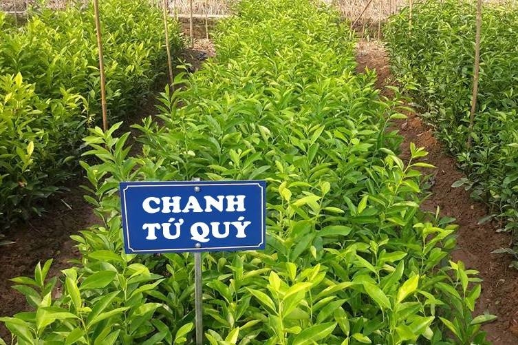 CÂY GIỐNG CHANH VÀNG TỨ QUÝ 