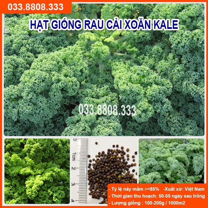 Hạt Giống Cải Kale - Rau Cải Ngon Dễ Trồng