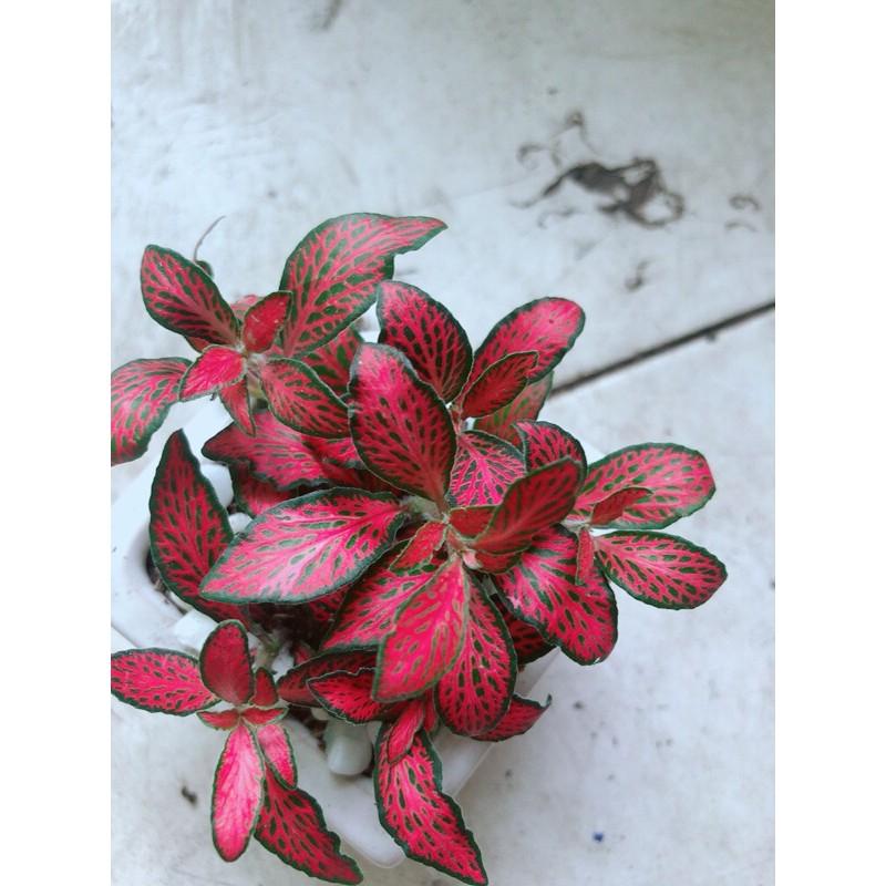 Cây Cẩm Nhung