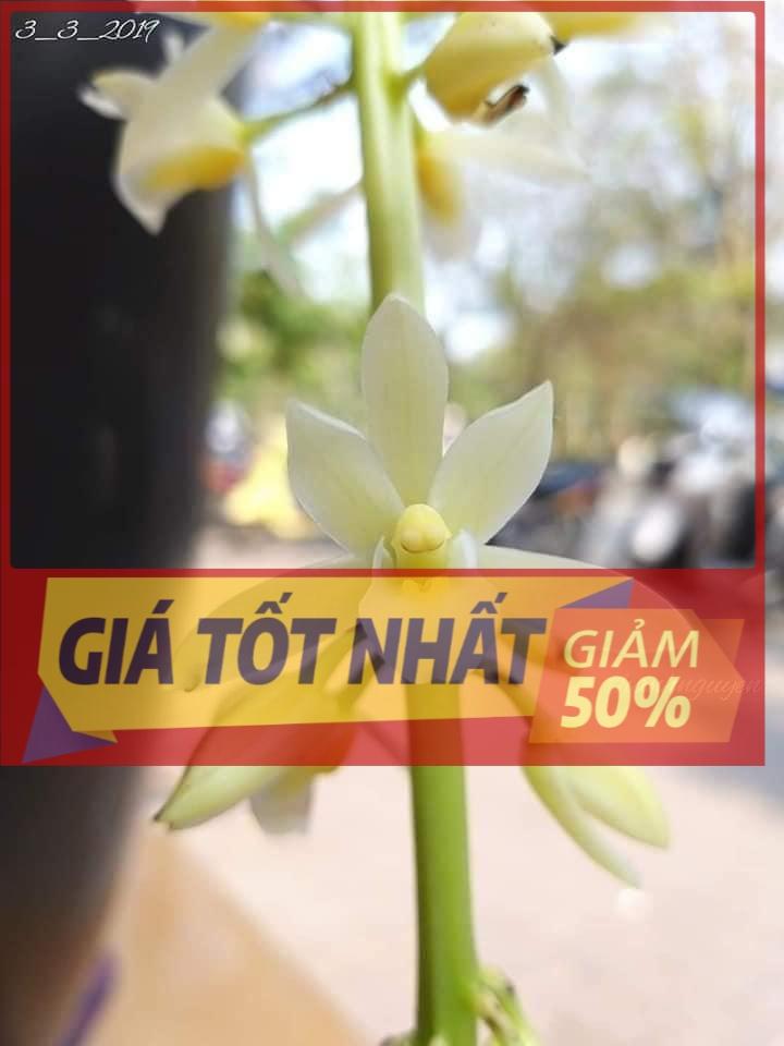 Hoa lan kiếm, Lan kiếm trắng minh tuyết hàng giông