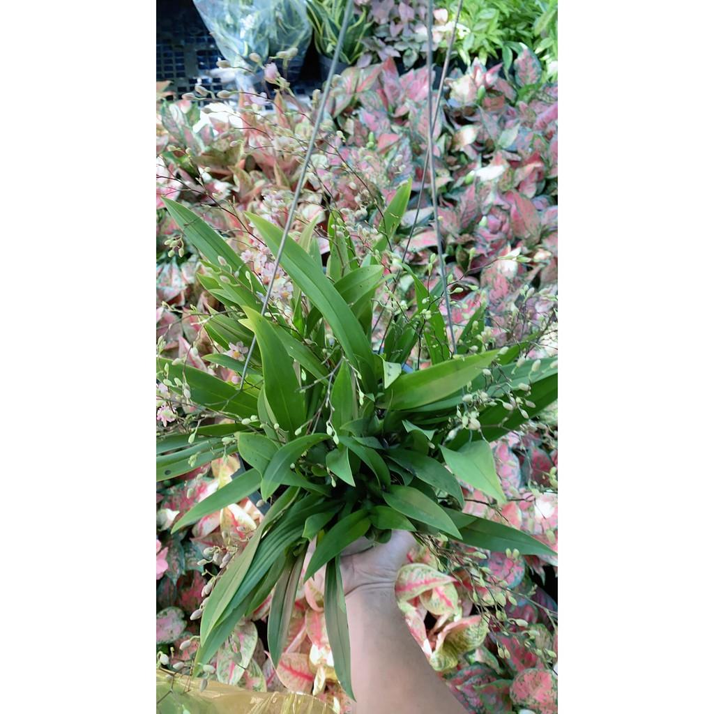 Cây Hồng Lâu Mộng