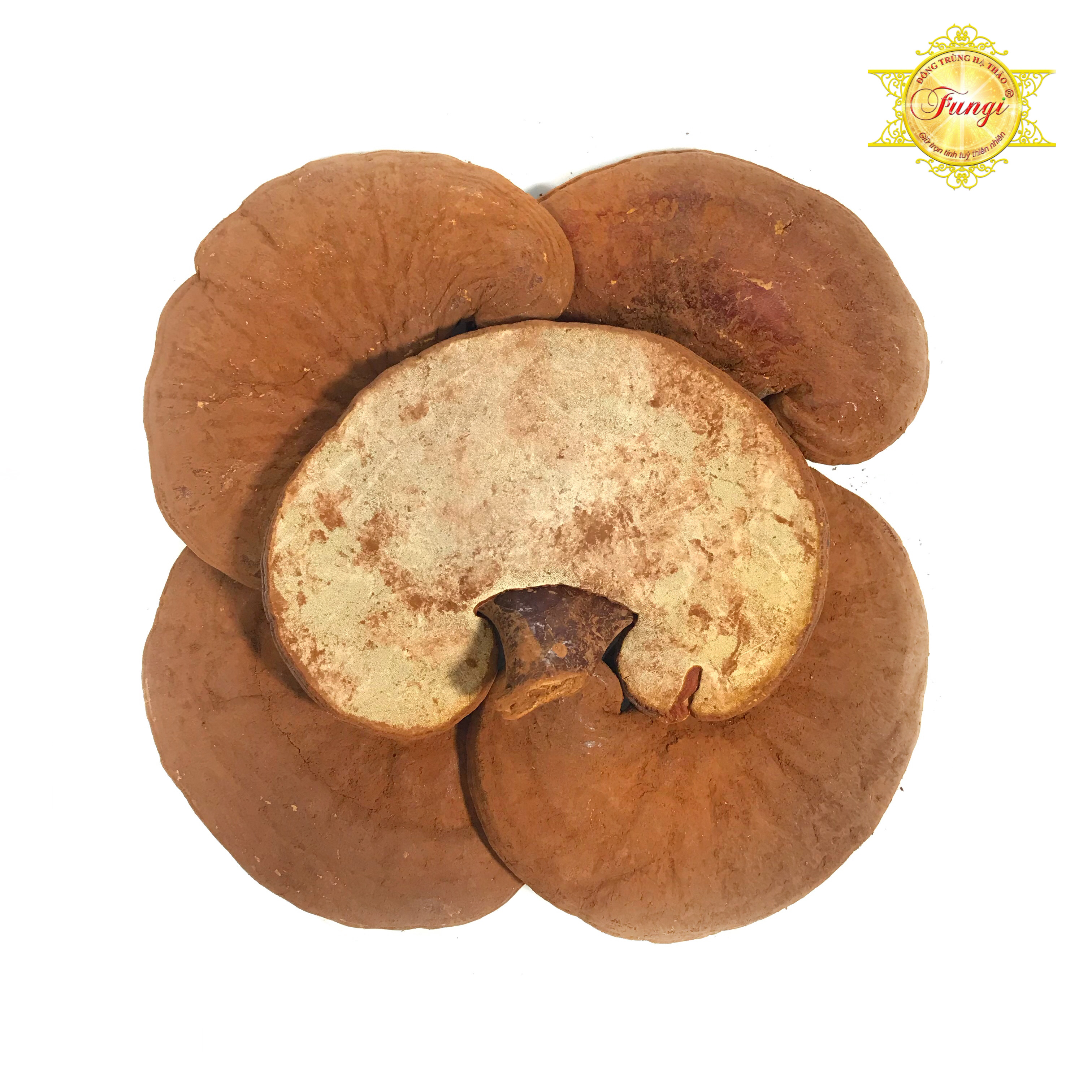 500 Gram Nấm Linh Chi Đỏ Fungi