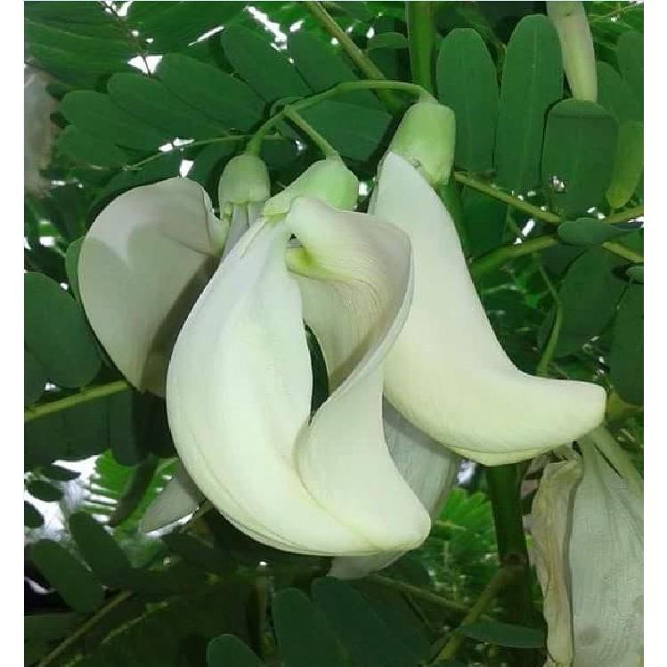 Hạt Giống Cây Bông So Đũa - Gói 50 Hạt - Tặng gói kích thích hạt nảy mầm