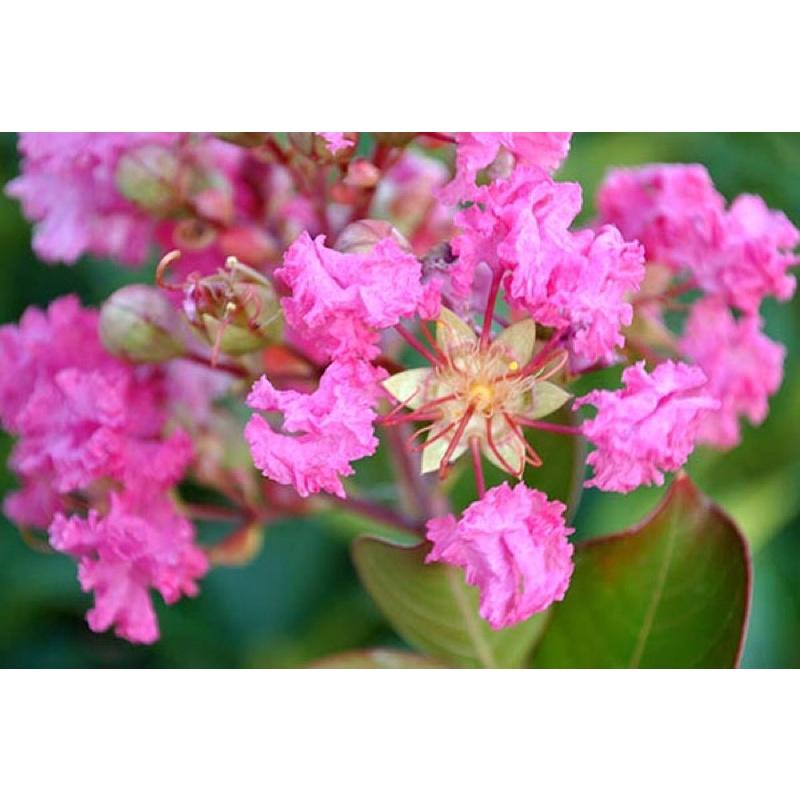 Cây hoa tường vi giống khoẻ mạnh dễ trồng và chăm sóc.