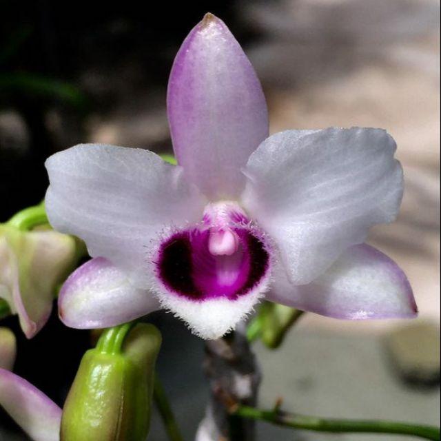Trầm cánh mai cây giống