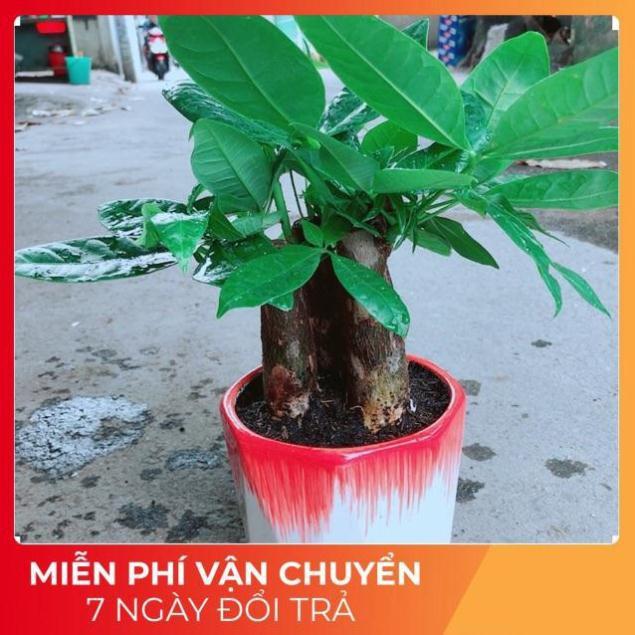 Chậu Kim Ngân 3 Thân