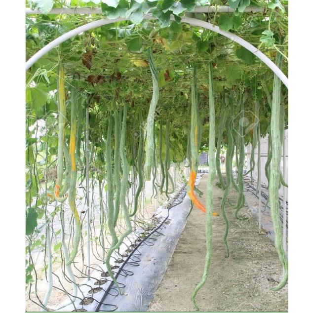 Hạt giống Mướp rắn Nhật Bản CT30 - Gói 5 hạt