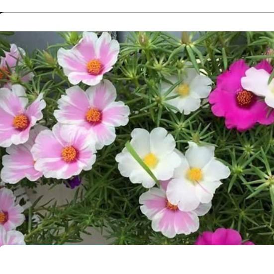 100hạt hoa người giờ đơn nhiều màu