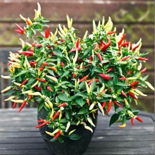 30 hạt ớt chỉ thiên cay nhiều màu