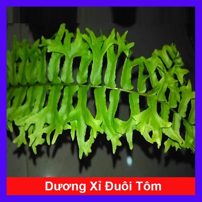 Cây Dương Xỉ Đuôi Tôm - cây cảnh để bàn + tặng phân bón cho cây