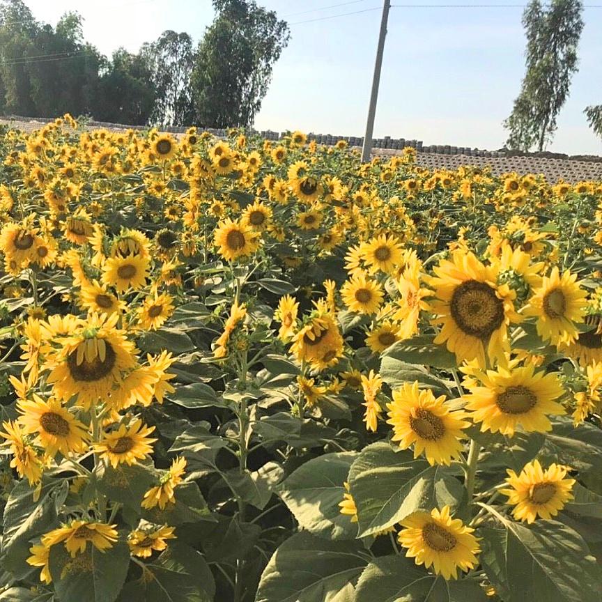 Hạt giống Hoa Hướng Dương Tháp RD926 gói 2gr - Siêu bông