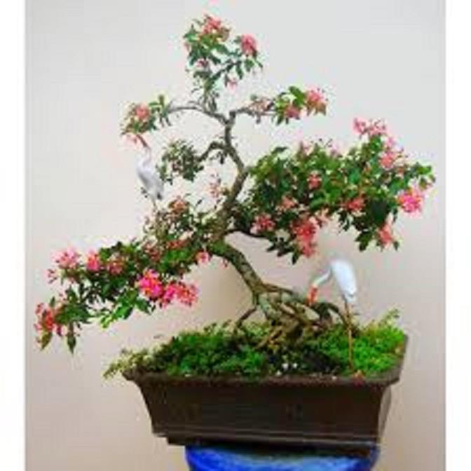 Combo 3 cây GIỐNG HỒNG NGỌC MAI BONSAI